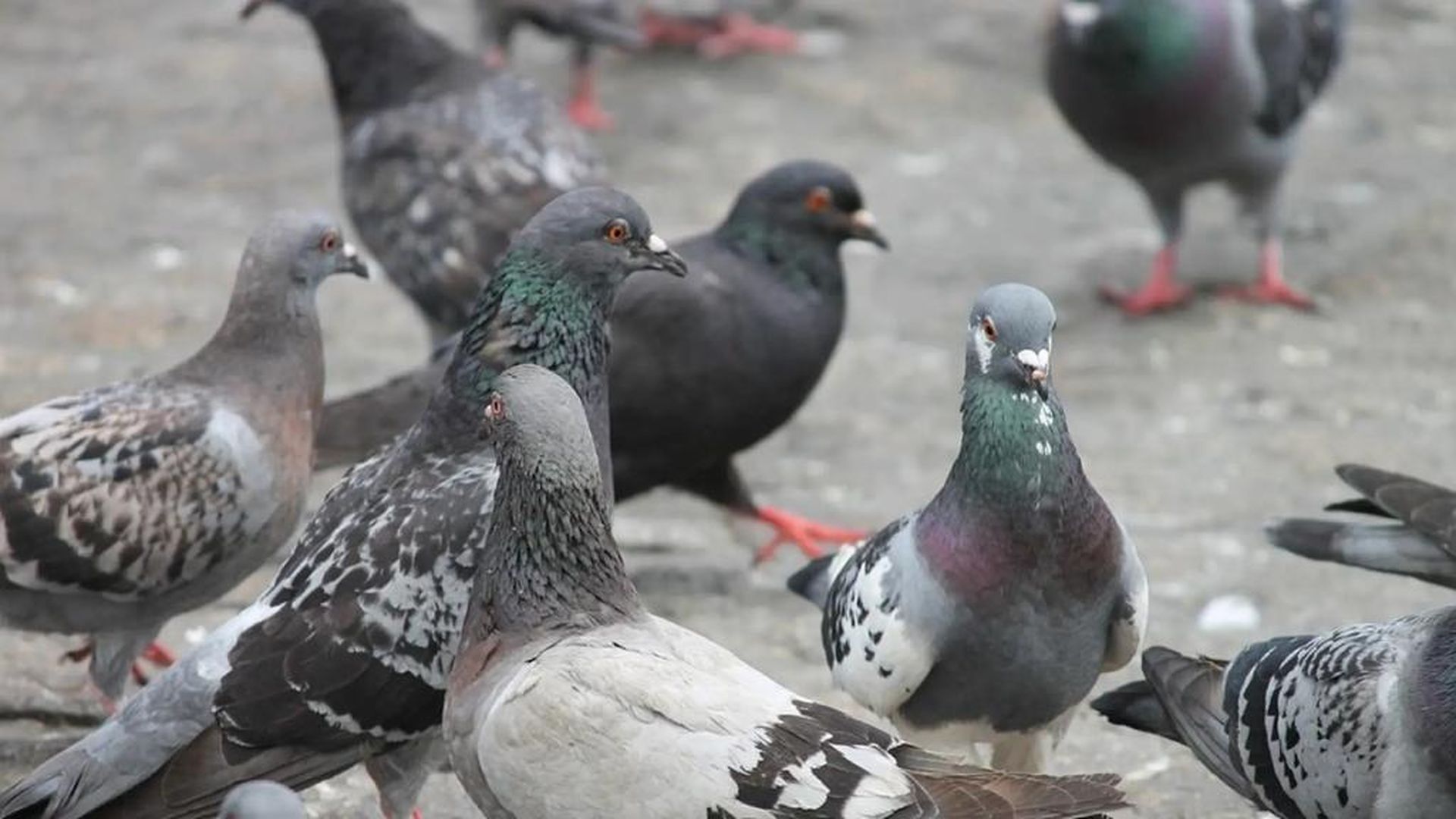 Alimentar palomas puede acabar originando una plaga en la zona Alimentar palomas puede acabar originando una plaga en la zona