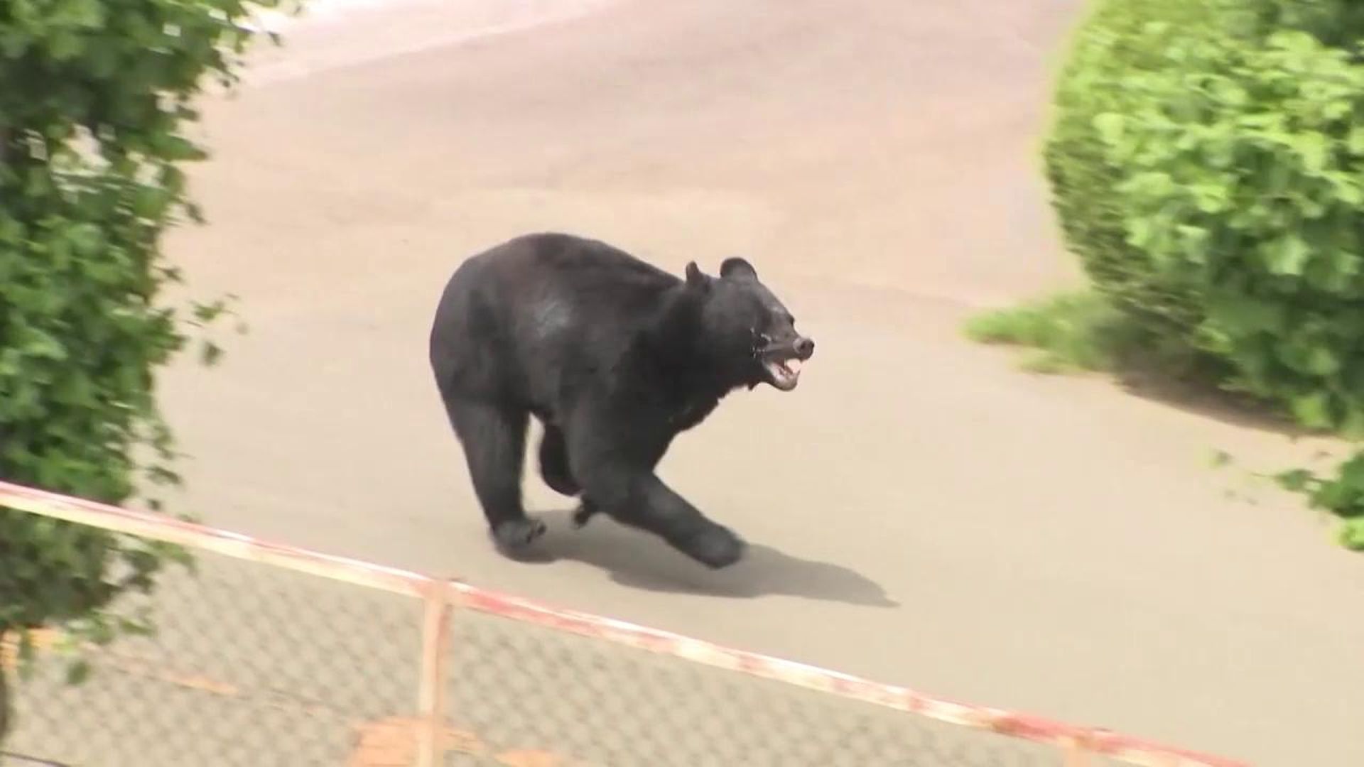 En busca y captura el oso que atacó a vrias personas en Fukushima