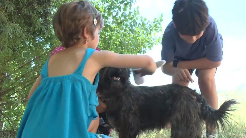 España se ha convertido en un país de mascotas, el 90 % de las familias las considera parte de ellas