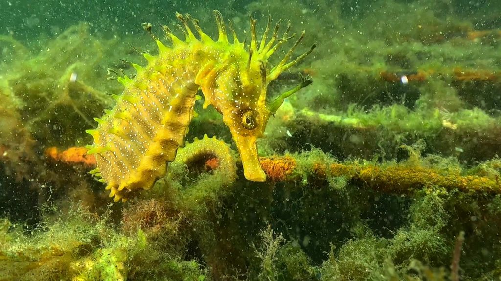 Avistadas dos nuevas hembras y una cria en el refugio habilitado para caballitos de mar en el Puerto de Vigo