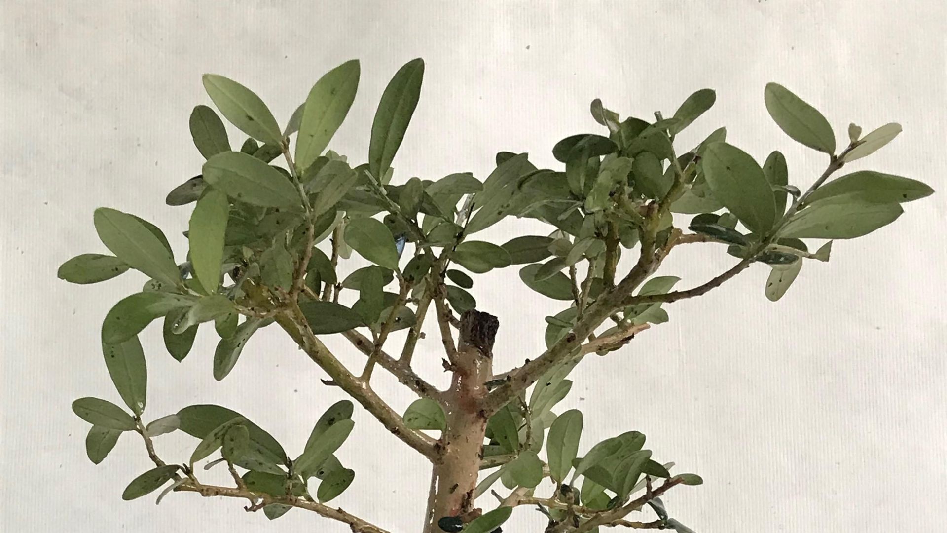 Bonsai de olivo de 5 años de edad