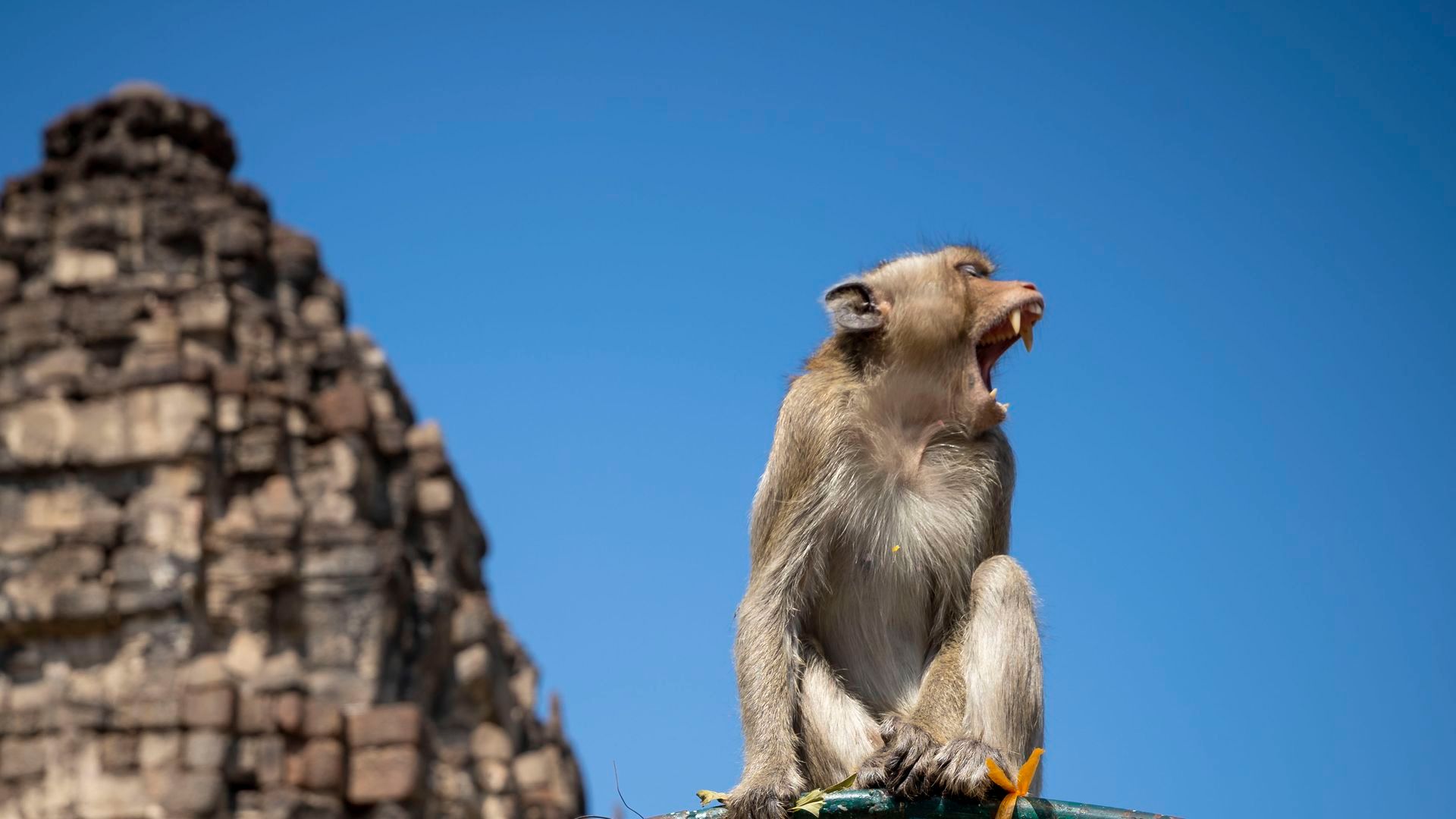 Imagen de un mono de cola larga en Tailandia