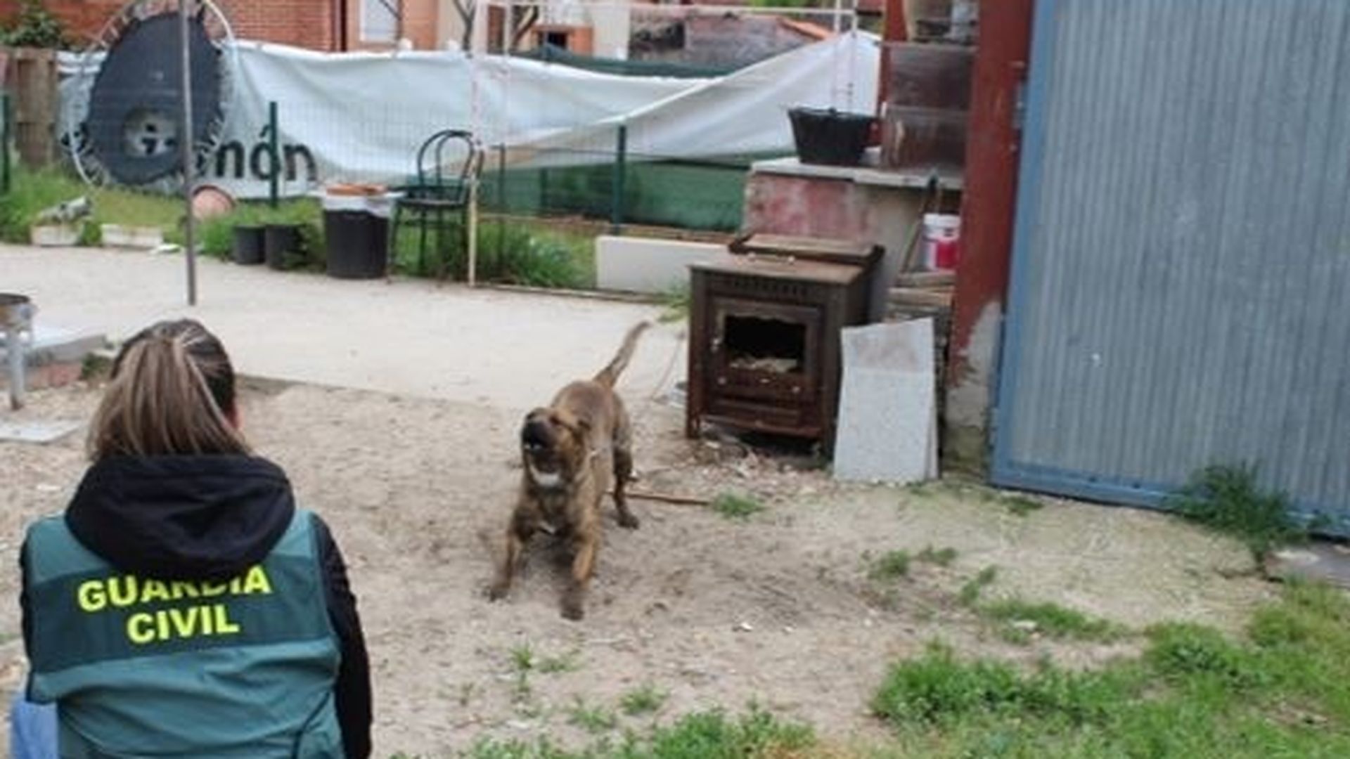 Un perro arranca un trozo de oreja a la mujer que lo paseaba y ataca a un niño, a su madre y a su abuela en Elda, Alicante Un perro arranca un trozo de oreja a la mujer que lo paseaba y ataca a un niño, a su madre y a su abuela en Elda, Alicante