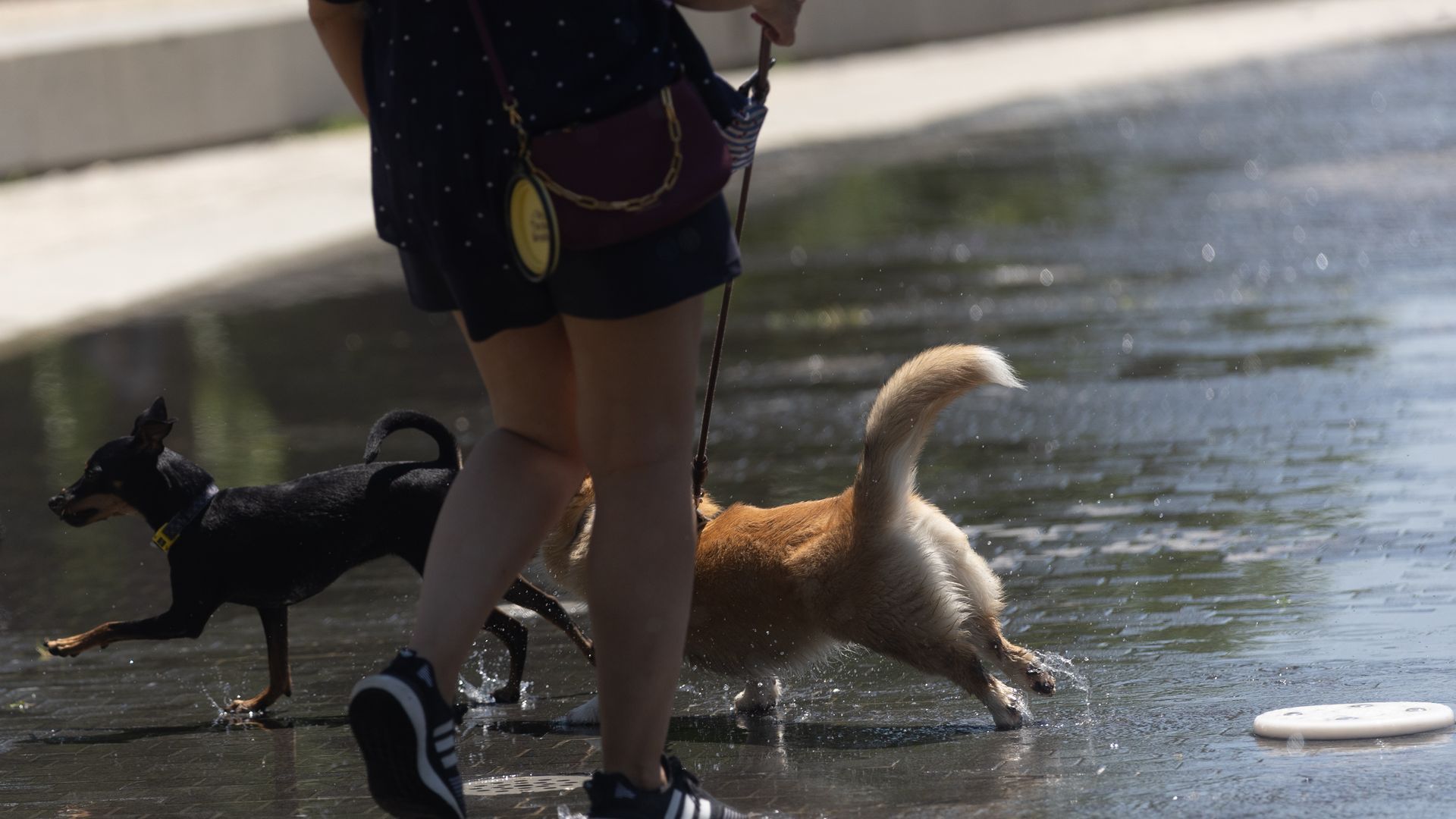 Una persona pasea con sus perros Una persona pasea con sus perros