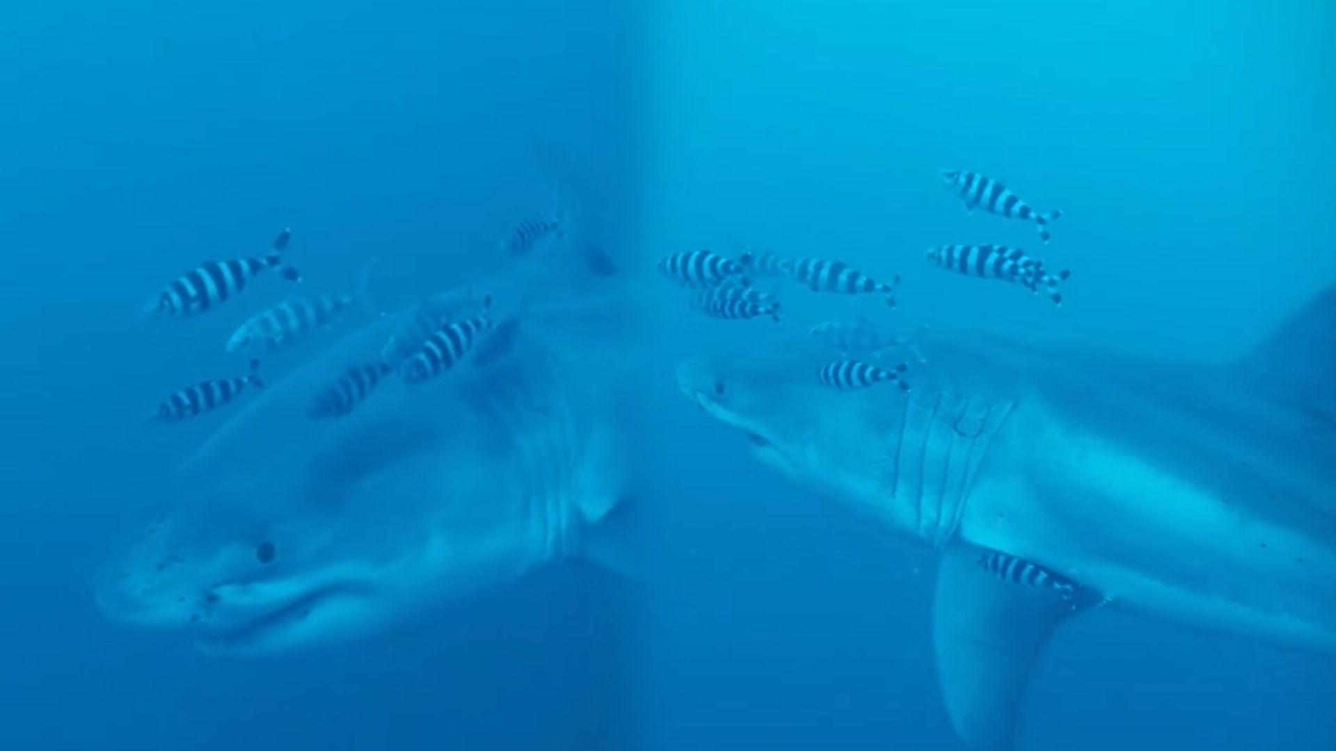 Unos buceadores graban por primera vez a un gran tiburón blanco en el Mediterráneo: "Me temblaban los dedos, eso seguro" Unos buceadores graban por primera vez a un gran tiburón blanco en el Mediterráneo: "Me temblaban los dedos, eso seguro"