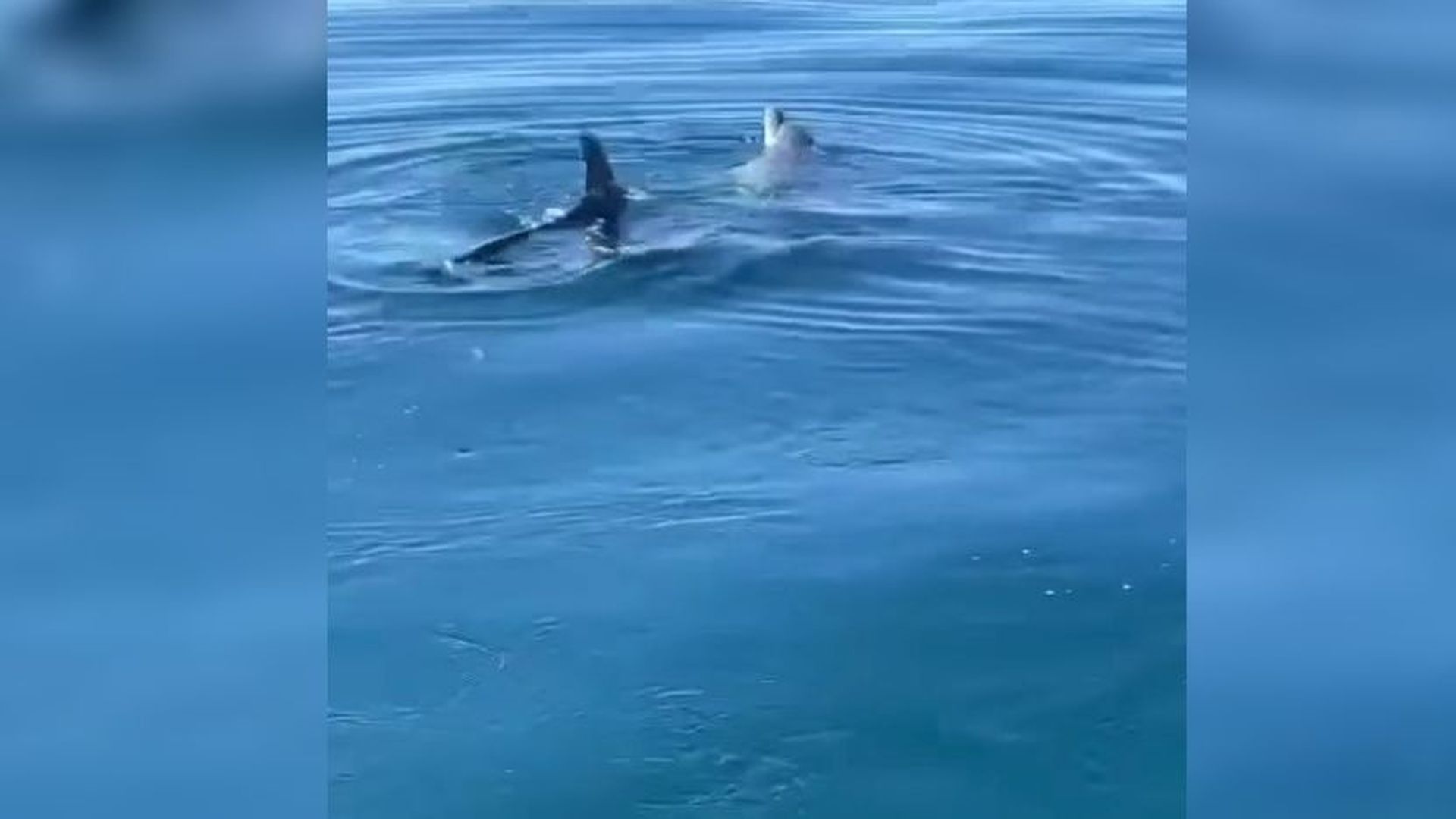delfin delfin