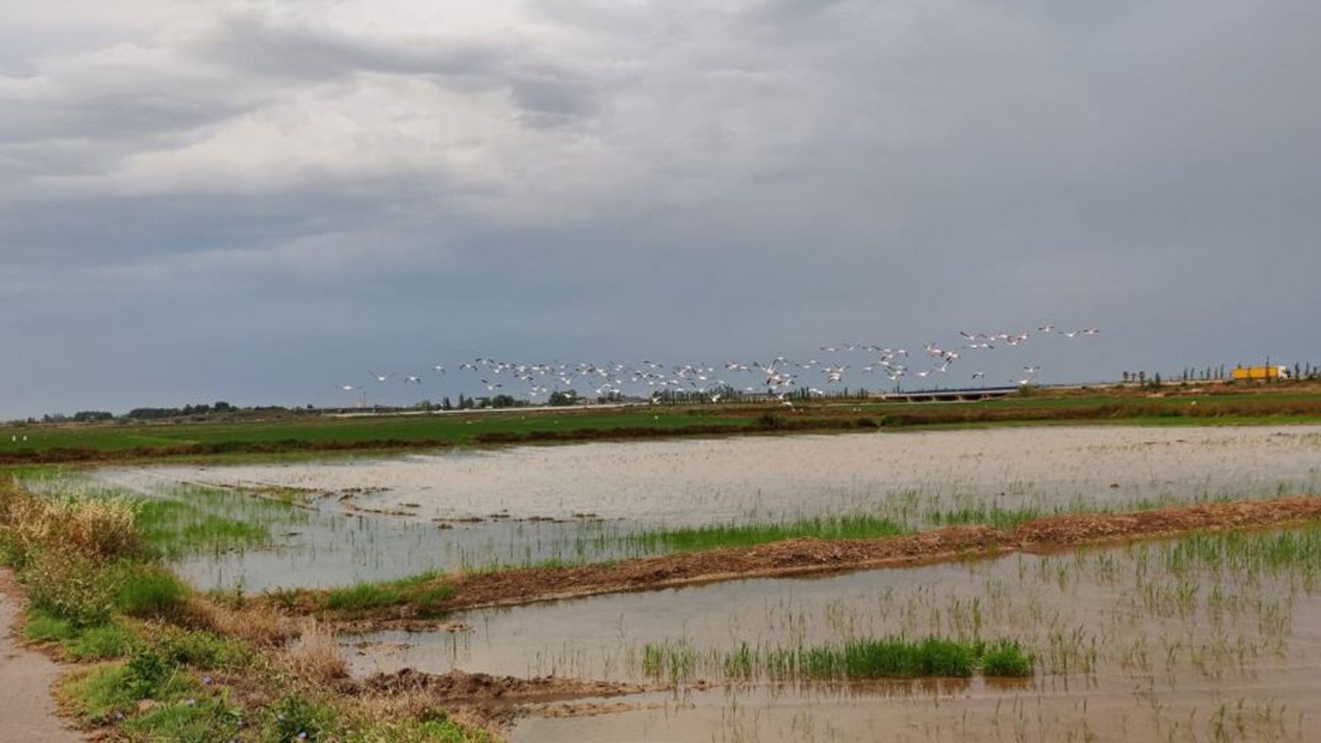 Flamencos en la Albufera Flamencos en la Albufera