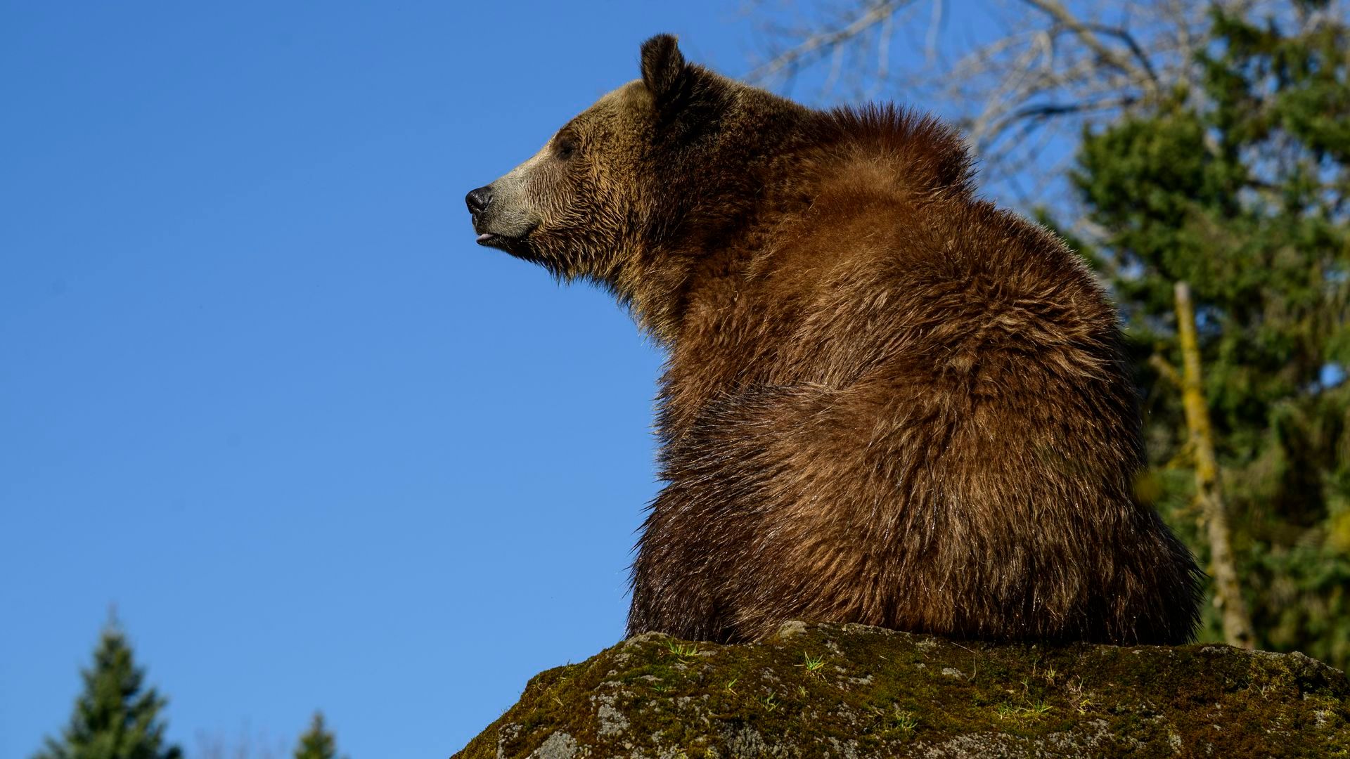 Un oso Un oso