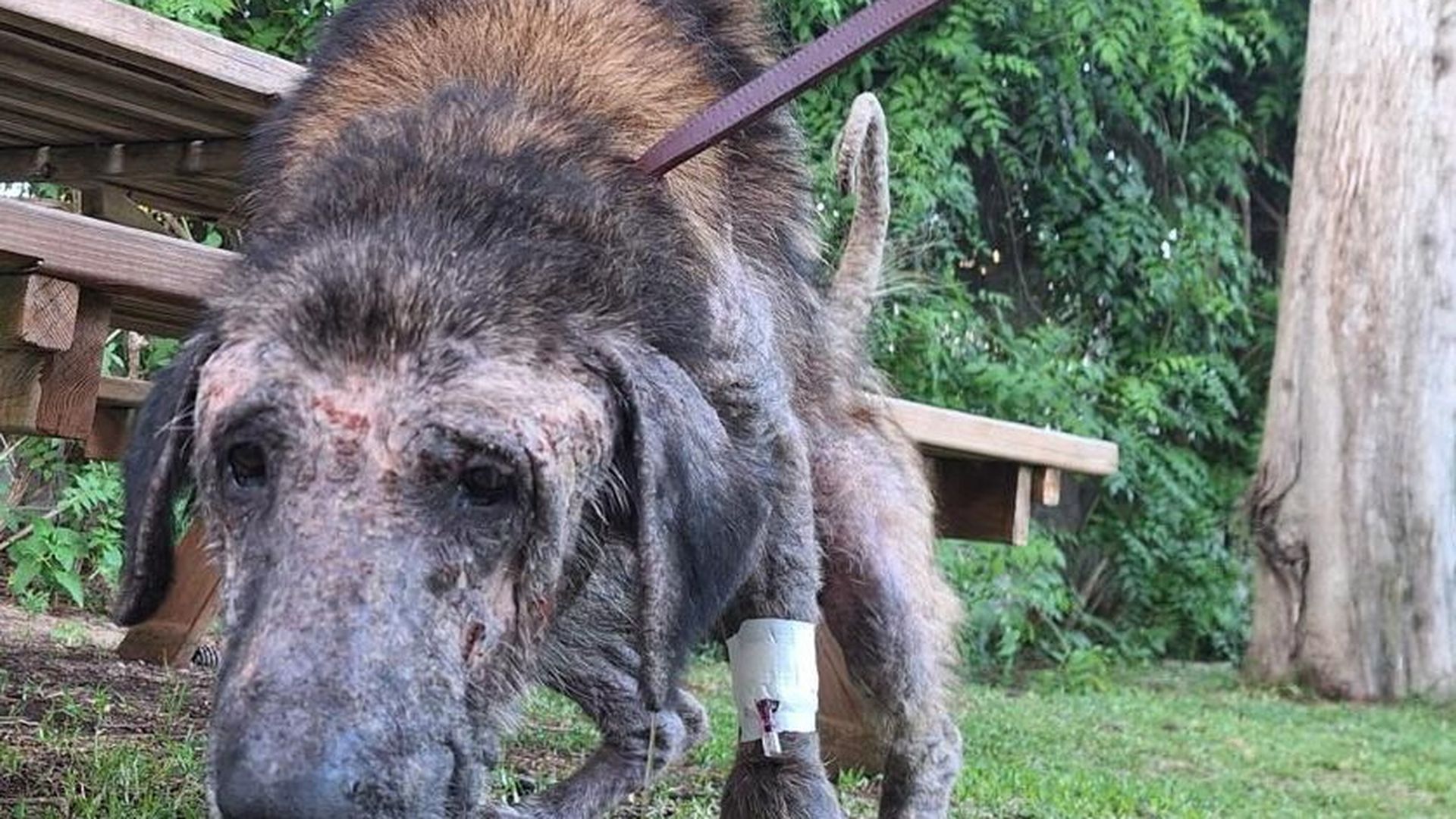 La historia de Eugenio, el mastín que encontraron abandonado y maltratado en Cádiz: "Estaba entre la vida y la muerte"