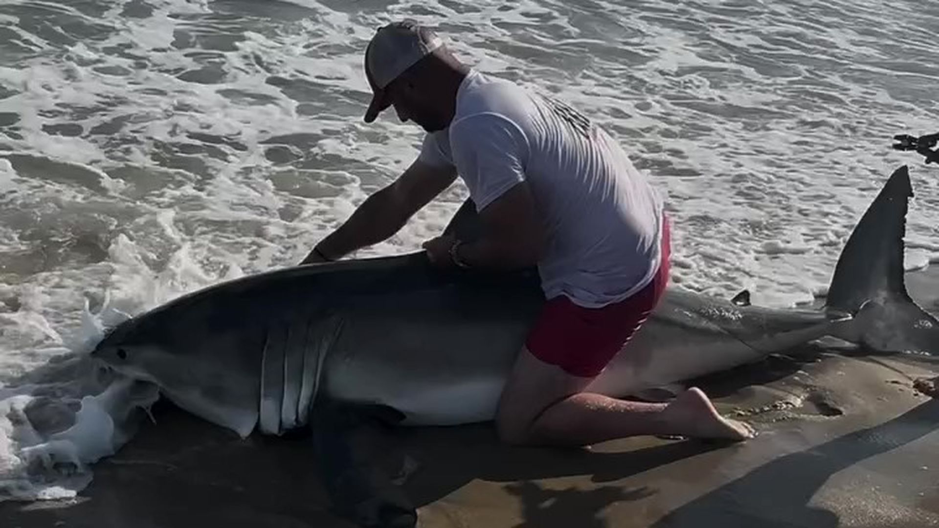 Cazan a un tiburón blanco Cazan a un tiburón blanco