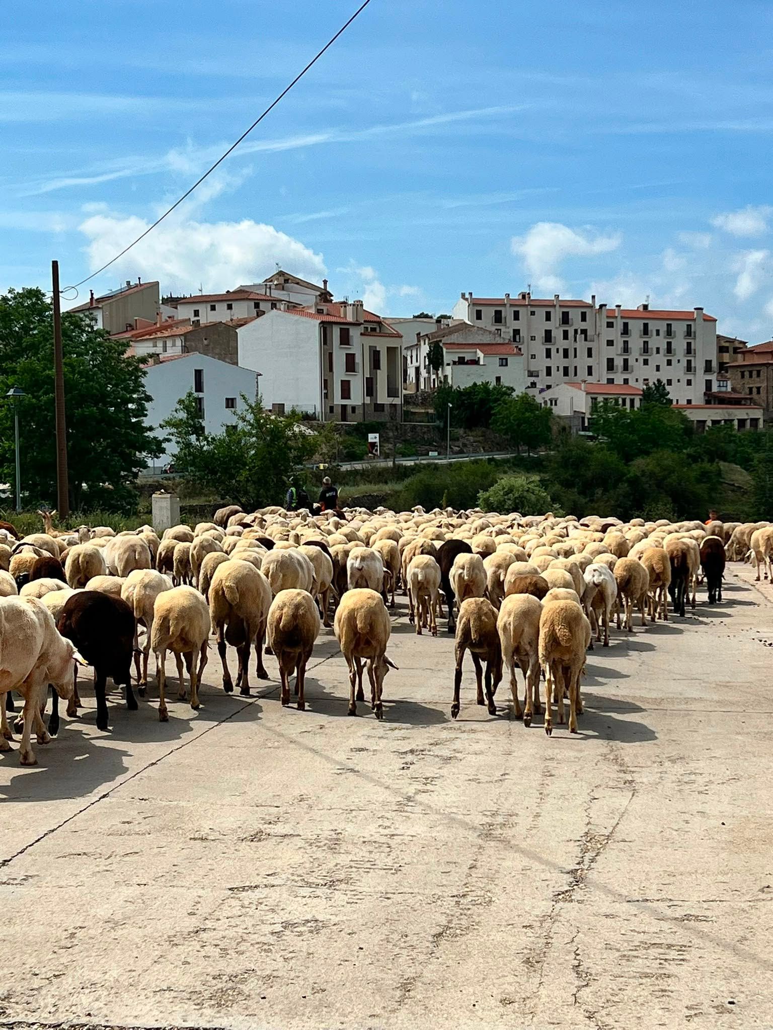 El ganado ovino por las calles del pueblo