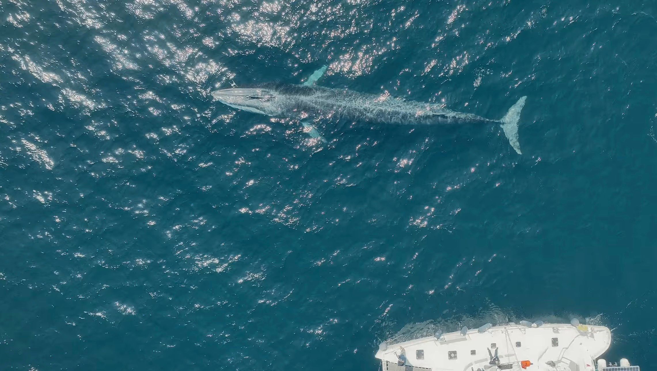 Imagen del regreso de los rorcuales comunes al Atlántico gallego, una especie en progresiva recuperación