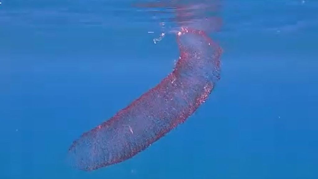 Captan una espectacular puesta de calamar diamante, una especie poco frecuente en el Mediterráneo.
