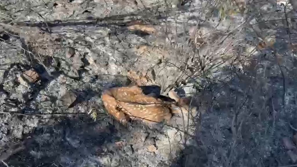 Andreíta, la cervatilla que escapó del fuego en Alosno y que ahora se recupera gracias al cuidado de los vecinos