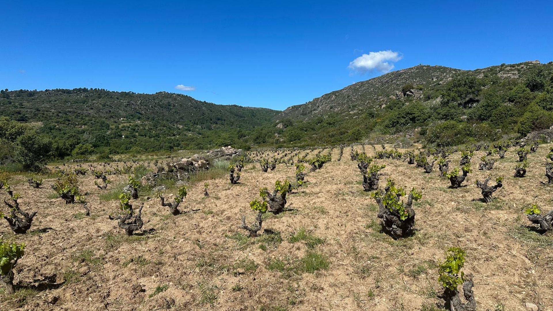 Los viñedos en Navaluenga