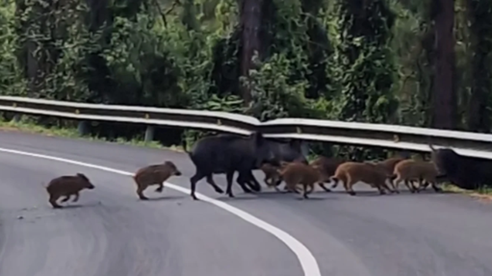 Piara de jabalíes cruzando una carretera cerca de Mutriku, recientemente Piara de jabalíes cruzando una carretera cerca de Mutriku, recientemente