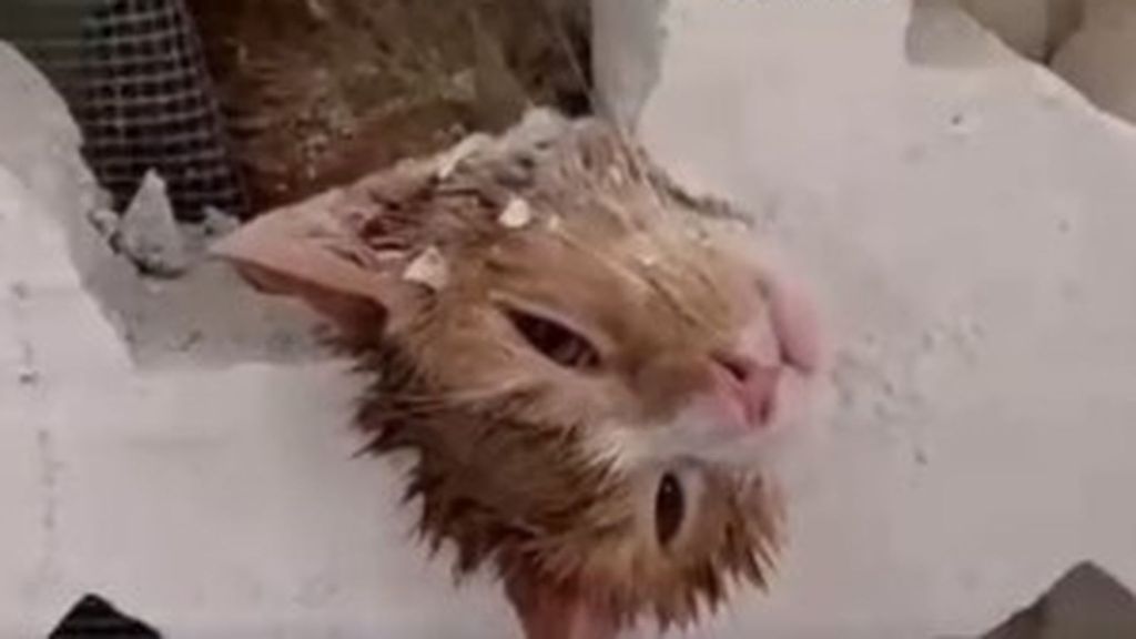Rescatan a un gato atrapado en la celosía de una vivienda en Málaga