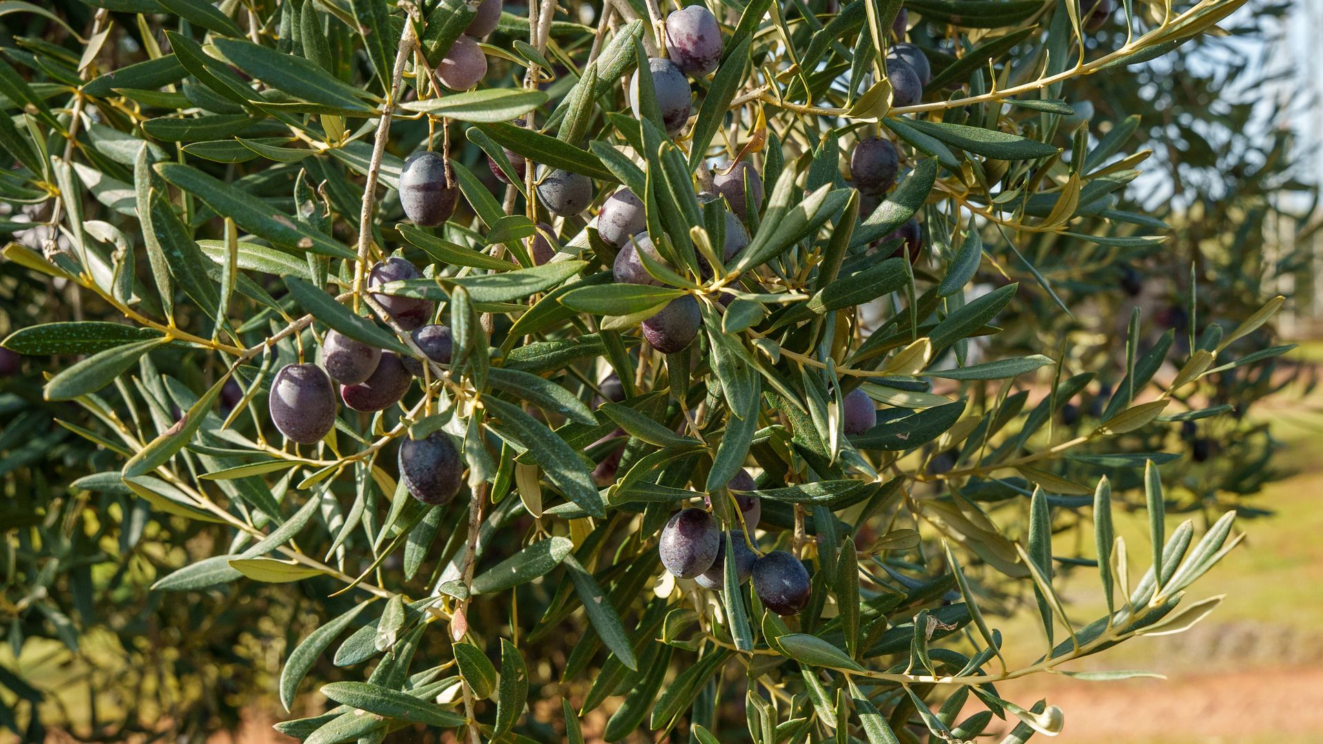 Aceitunas en un olivo andaluz Aceitunas en un olivo andaluz