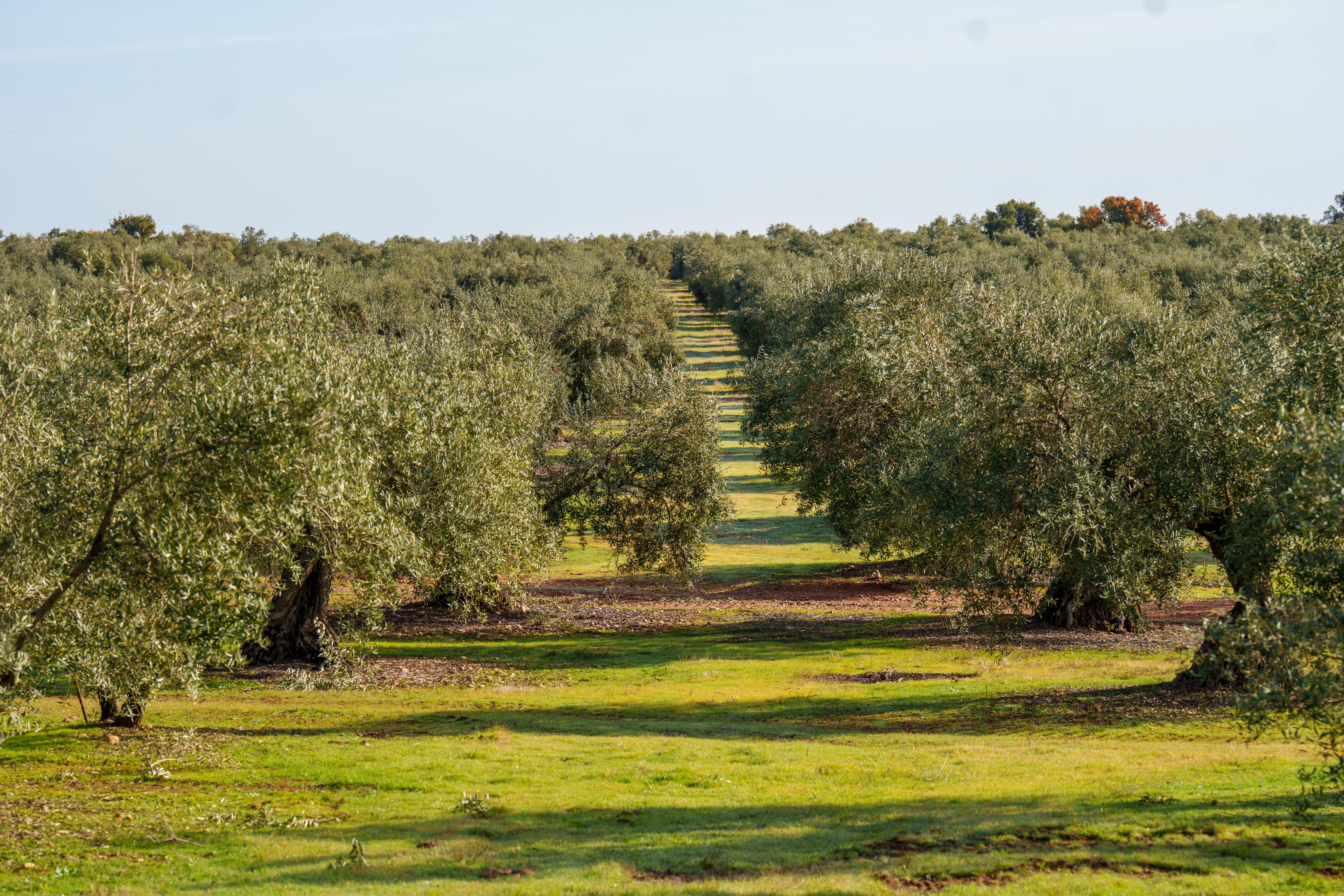 Campos de olivos en Andalucía