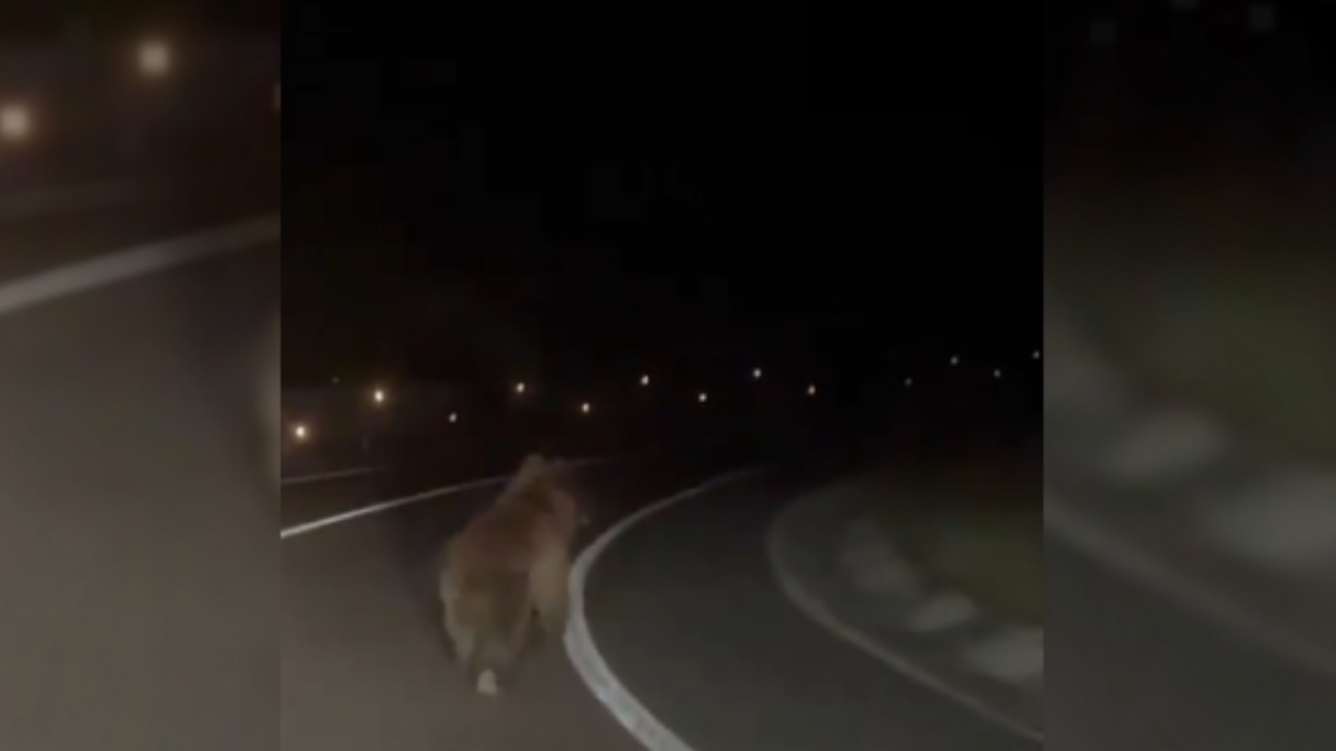 Graban a un oso pardo corriendo por la carretera NA-140 entre Ochagavía y Ezcároz, Navarra Graban a un oso pardo corriendo por la carretera NA-140 entre Ochagavía y Ezcároz, Navarra