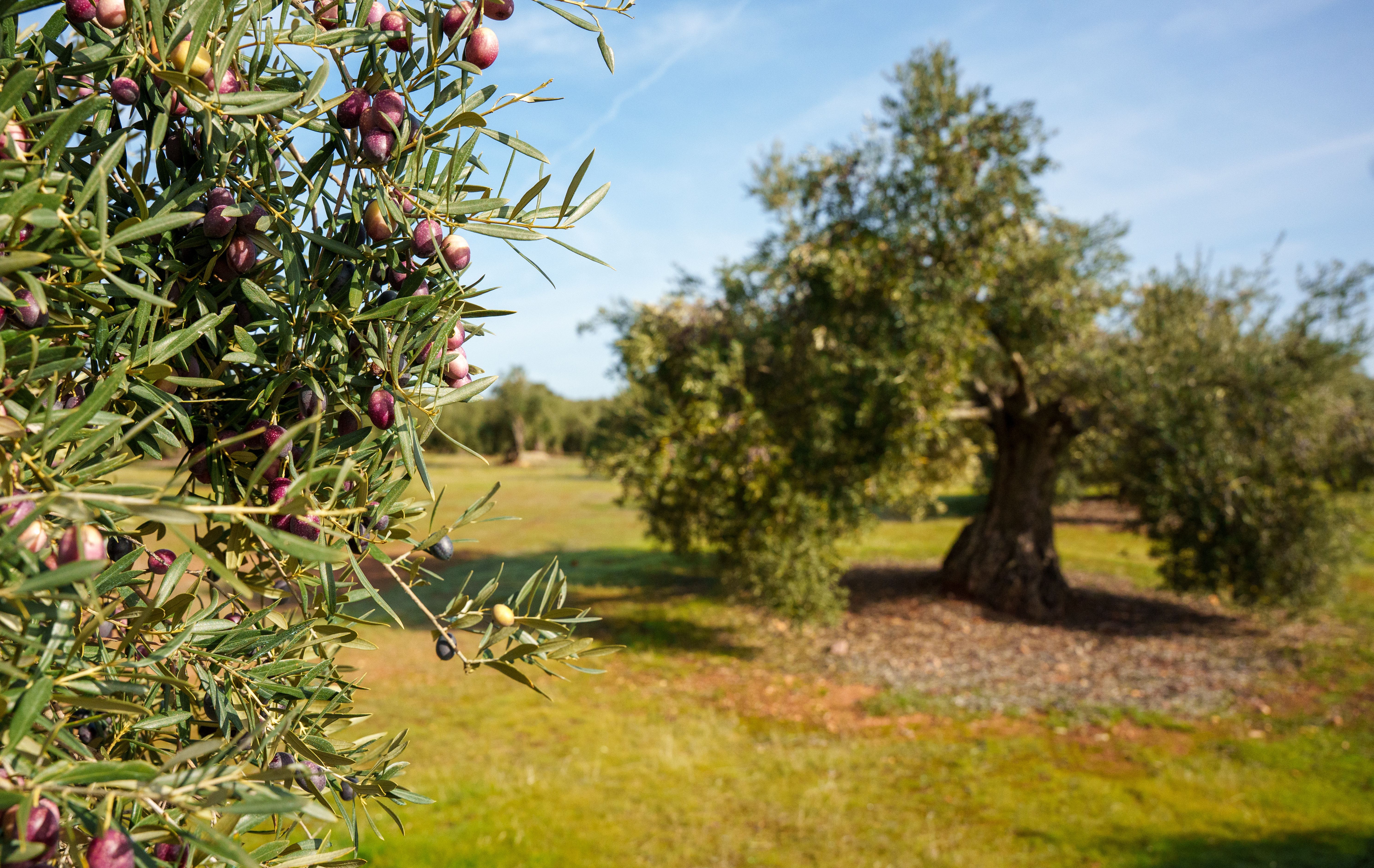 Olivos en Andalucía