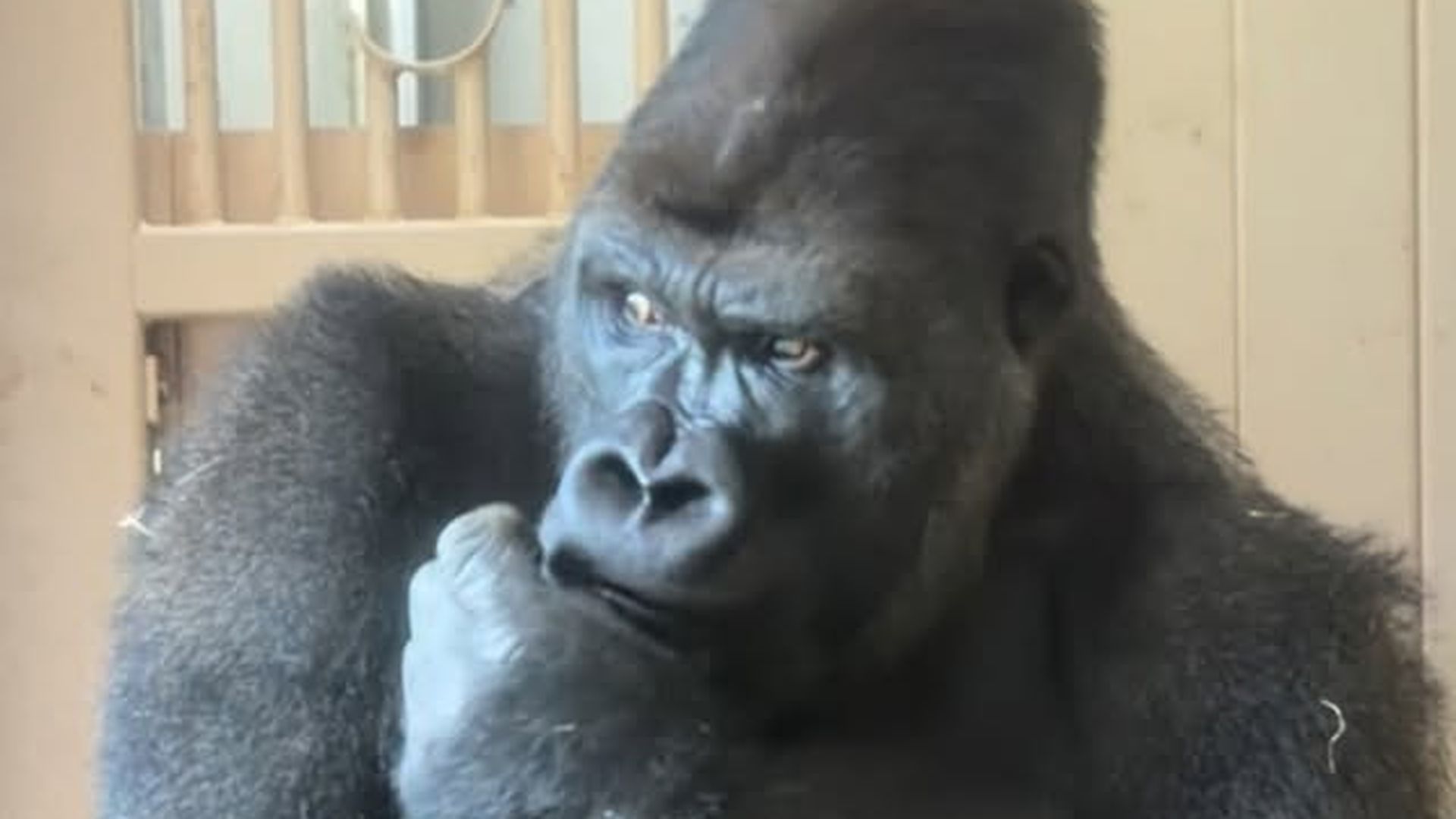 Kiyomasa es el gorila reflexivo de un zoológico de Japón Kiyomasa es el gorila reflexivo de un zoológico de Japón
