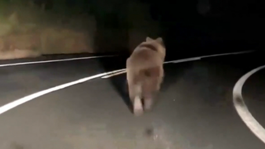 Sorpresa en Navarra tras avistar a un oso pardo en la carretera: los pasos a seguir si nos encontramos a uno, según un experto