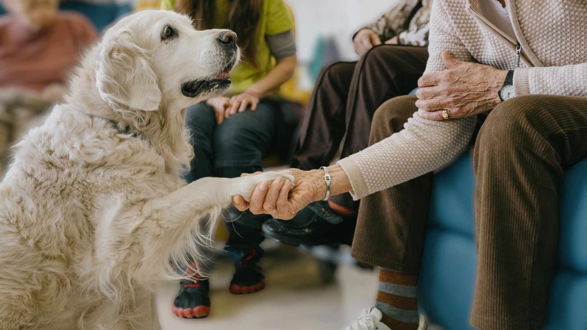 Perros asisten a personas mayores Perros asisten a personas mayores