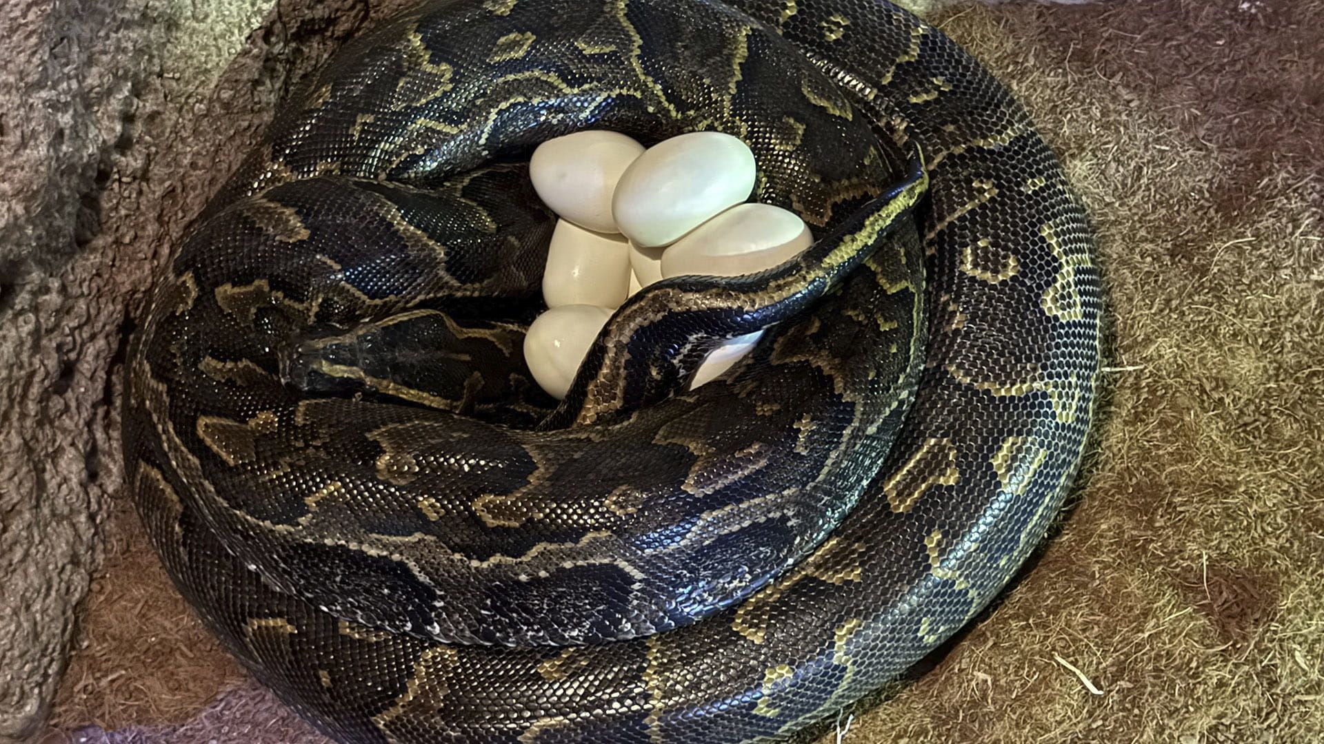 Puesta de huevos de la Piton de Seba en-BIOPARC Valencia 2026 Puesta de huevos de la Piton de Seba en-BIOPARC Valencia 2026