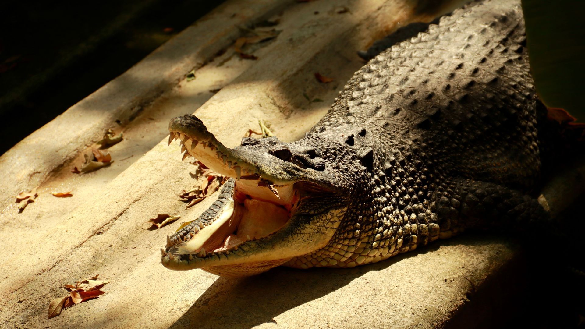 Imagen de un cocodrilo en un zoológico Imagen de un cocodrilo en un zoológico