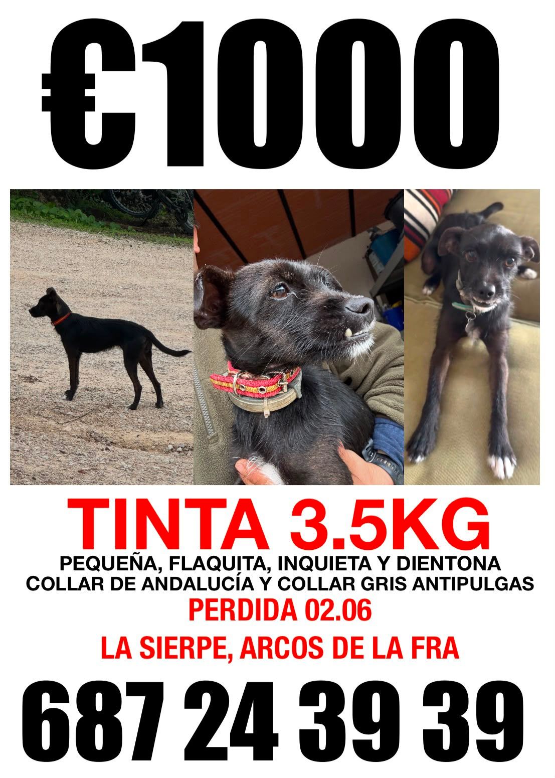 Cartel de la búsqueda de Tinta