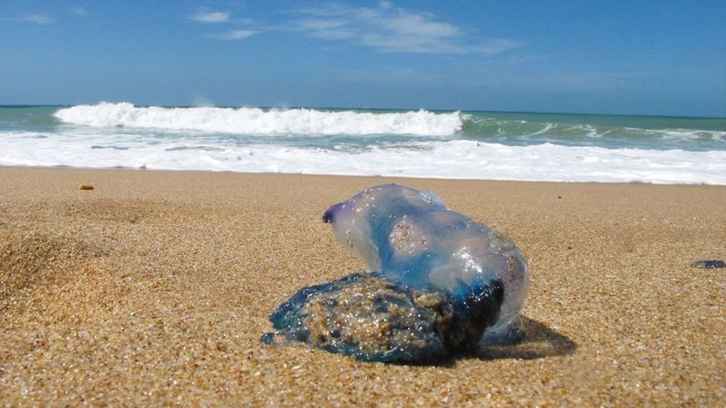 Málaga incorporará inteligencia artificial para prever la llegada de medusas al litoral hasta con cinco días de antelación
