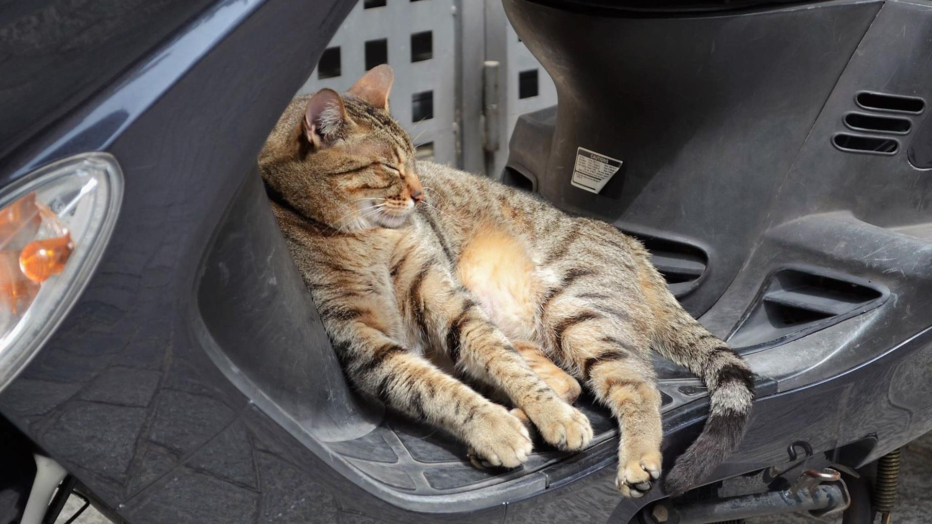 Gato callejero