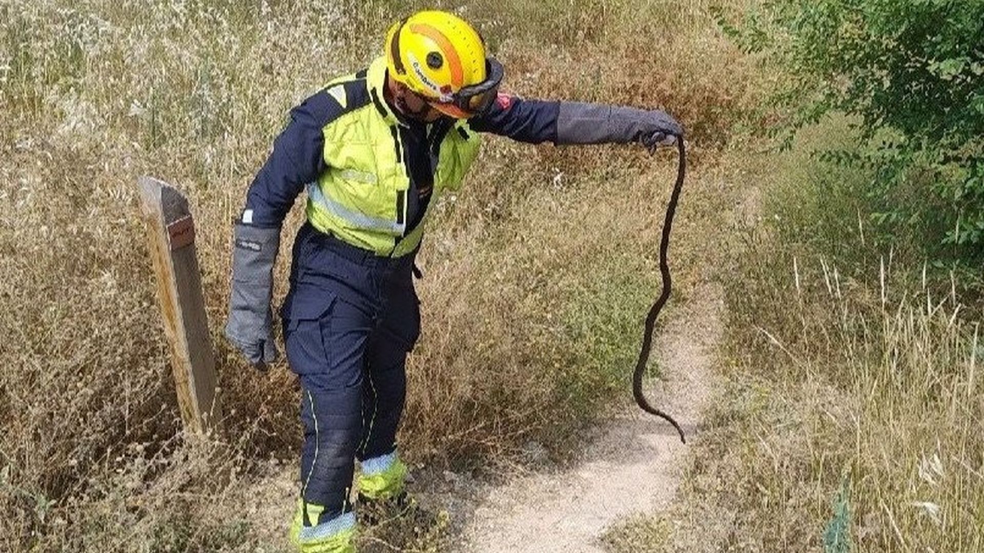 Una plaga de serpientes amenaza Baleares: “Ni con un ejército preparado conseguiríamos acabar con ellas" Una plaga de serpientes amenaza Baleares: “Ni con un ejército preparado conseguiríamos acabar con ellas"