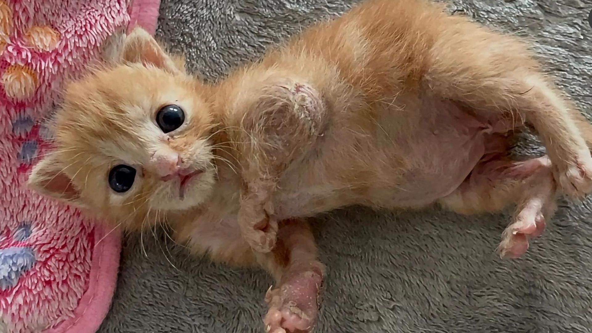 Simba sufría una grave infección que le afectaba a los huesos Simba sufría una grave infección que le afectaba a los huesos