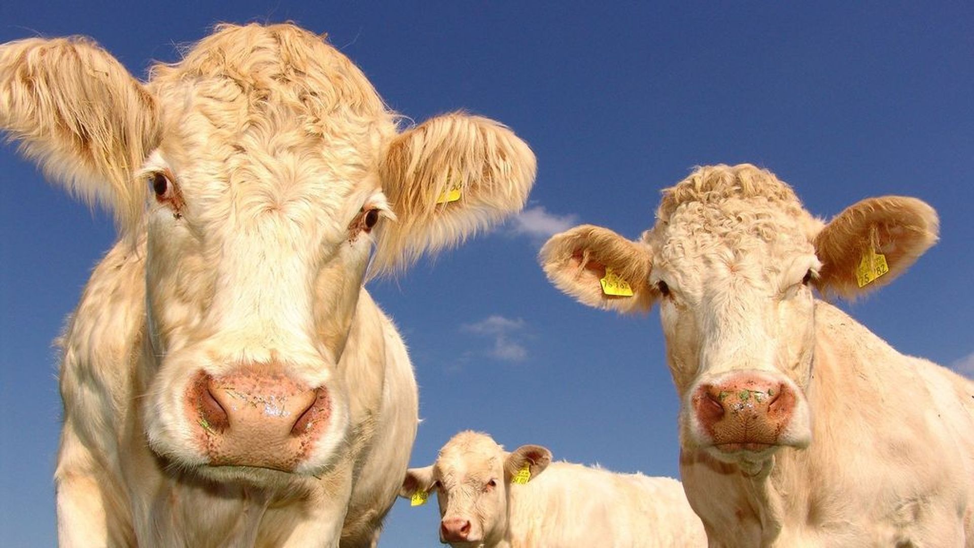 Tres vacas Tres vacas