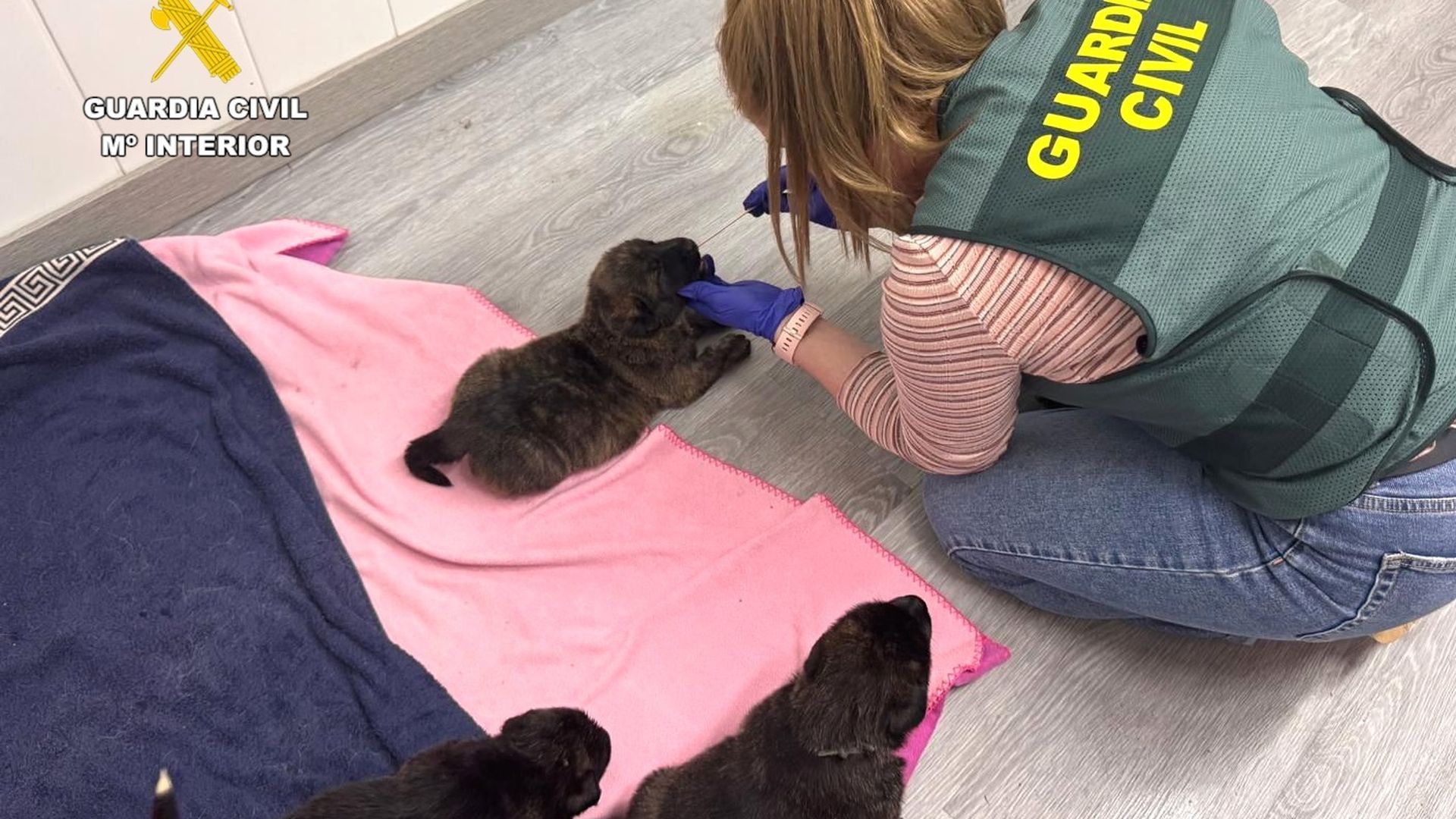 El Seprona identifica al dueño de los ocho cachorros gracias a unas pruebas de ADN