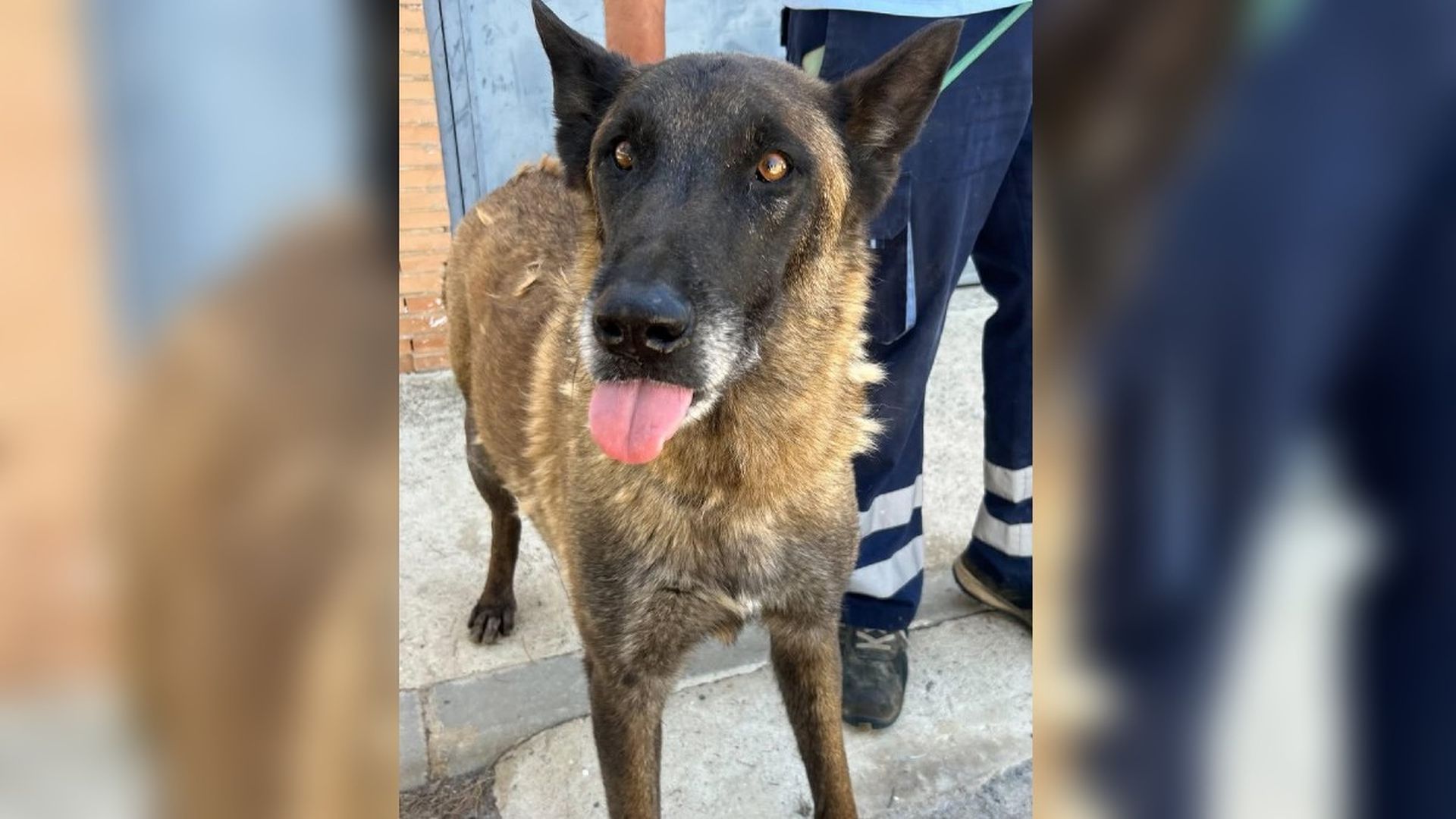 Oroh, el perro que busca una familia Oroh, el perro que busca una familia