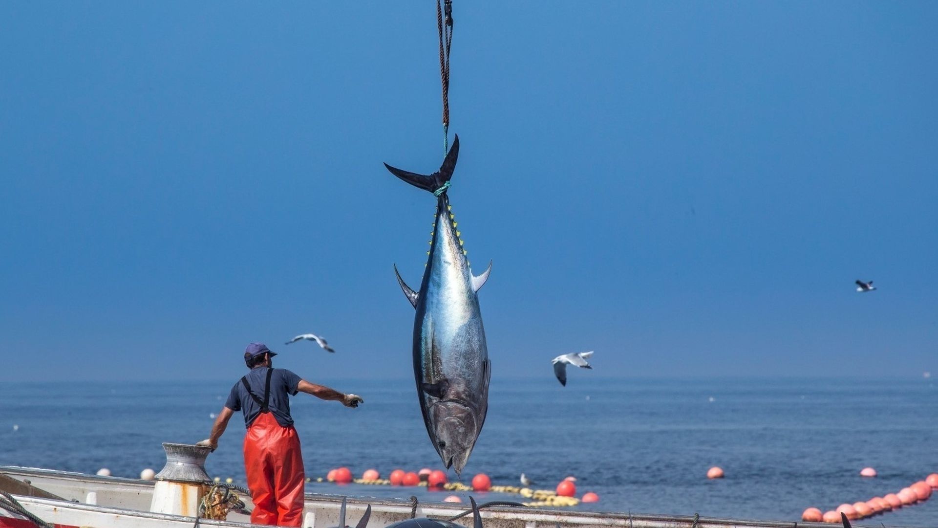 Pesca de atún en Zahara de los Atunes, Cádiz