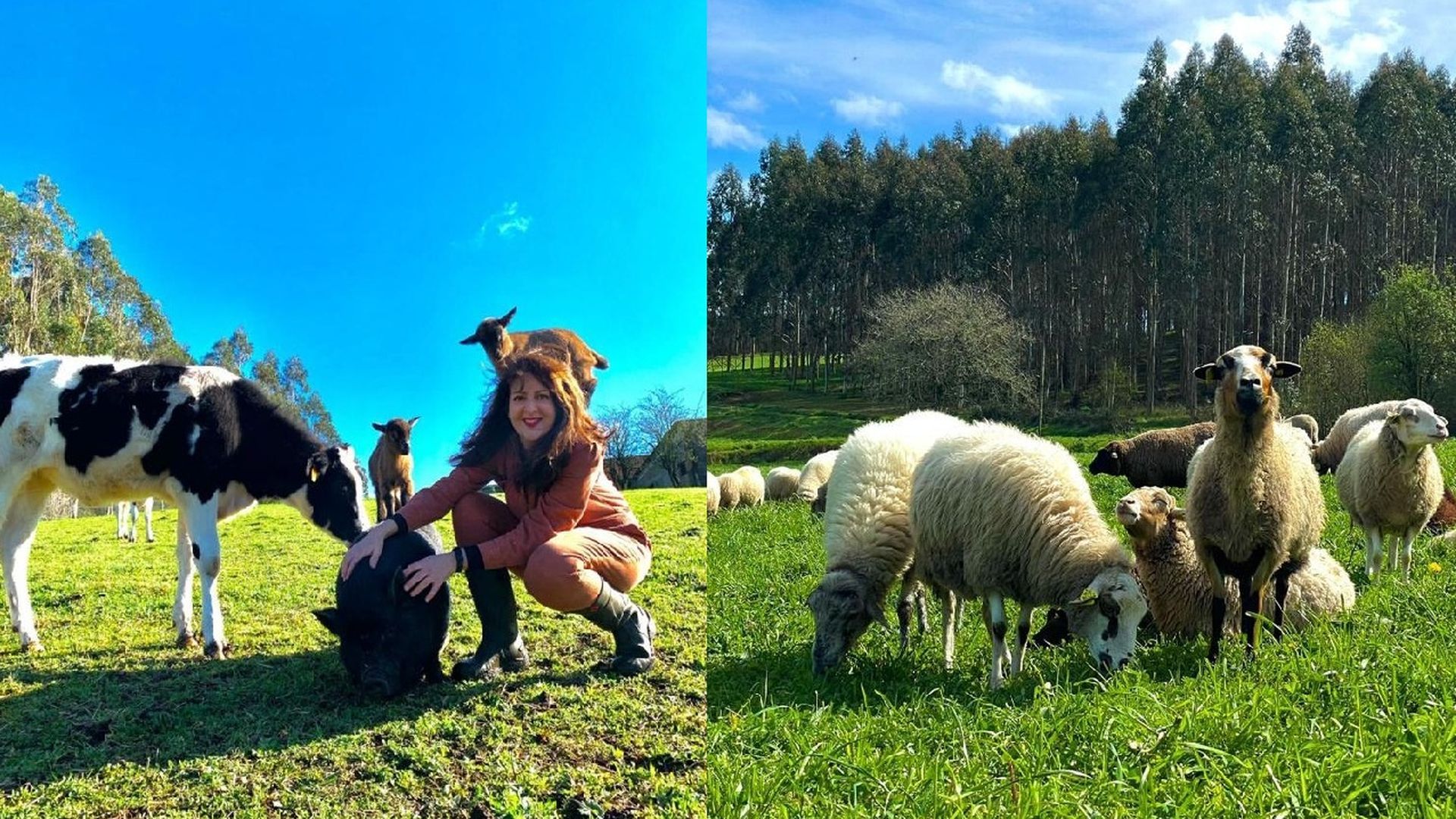 Refugio de animales de granja en A Coruña Refugio de animales de granja en A Coruña