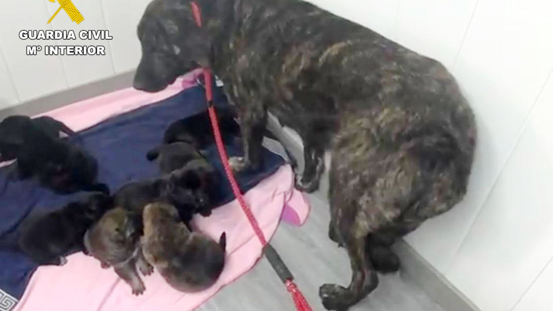 Seis de los ocho perros ya tienen una casa de acogida