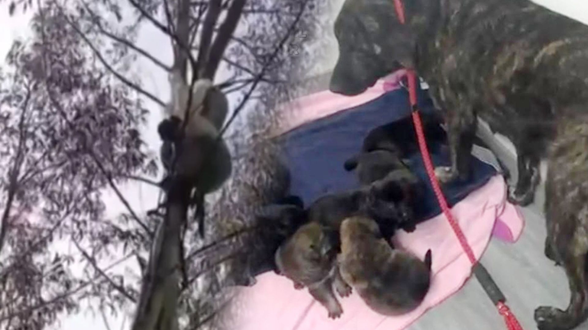 Unas pruebas de ADN permiten descubrir al dueño que abandonó a los ocho cachorros recién nacidos colgados de un árbol en Cantabria Unas pruebas de ADN permiten descubrir al dueño que abandonó a los ocho cachorros recién nacidos colgados de un árbol en Cantabria