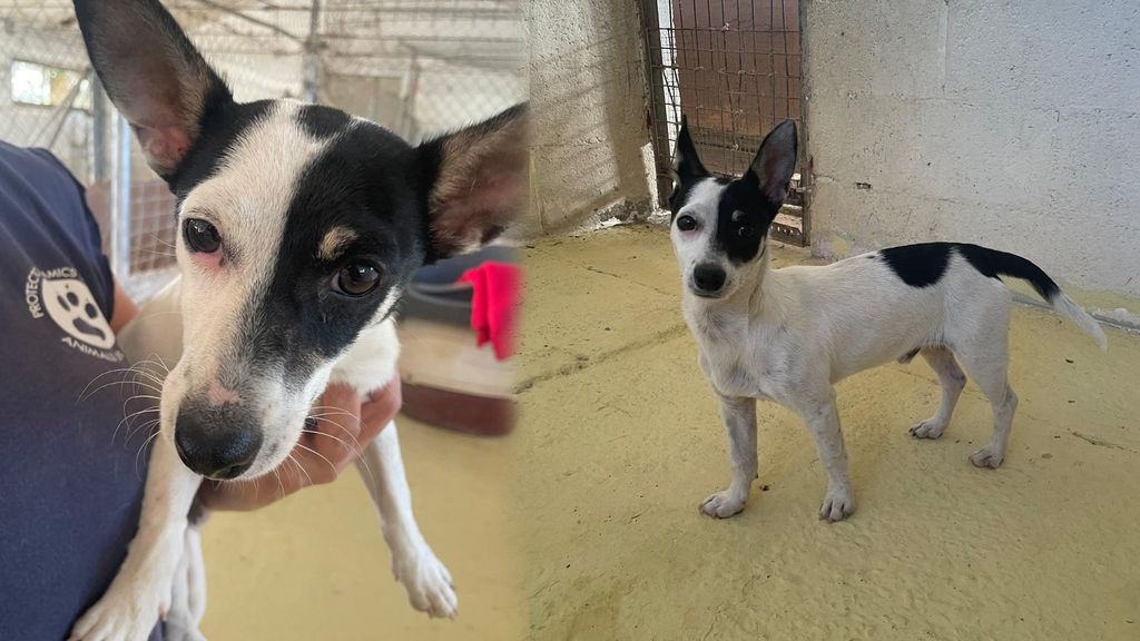 La historia de Valentín, el cachorro que han abandonado lanzándolo por encima de una verja en Lleida