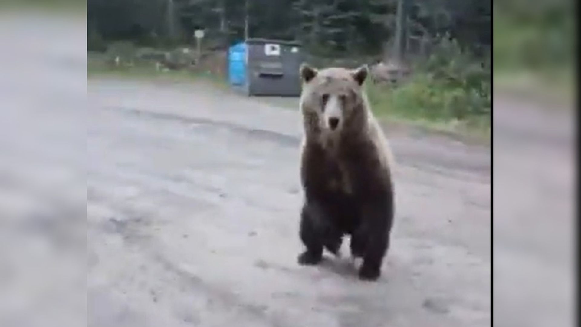 Una mujer graba el angustioso momento en el que un oso grizzly la persigue
