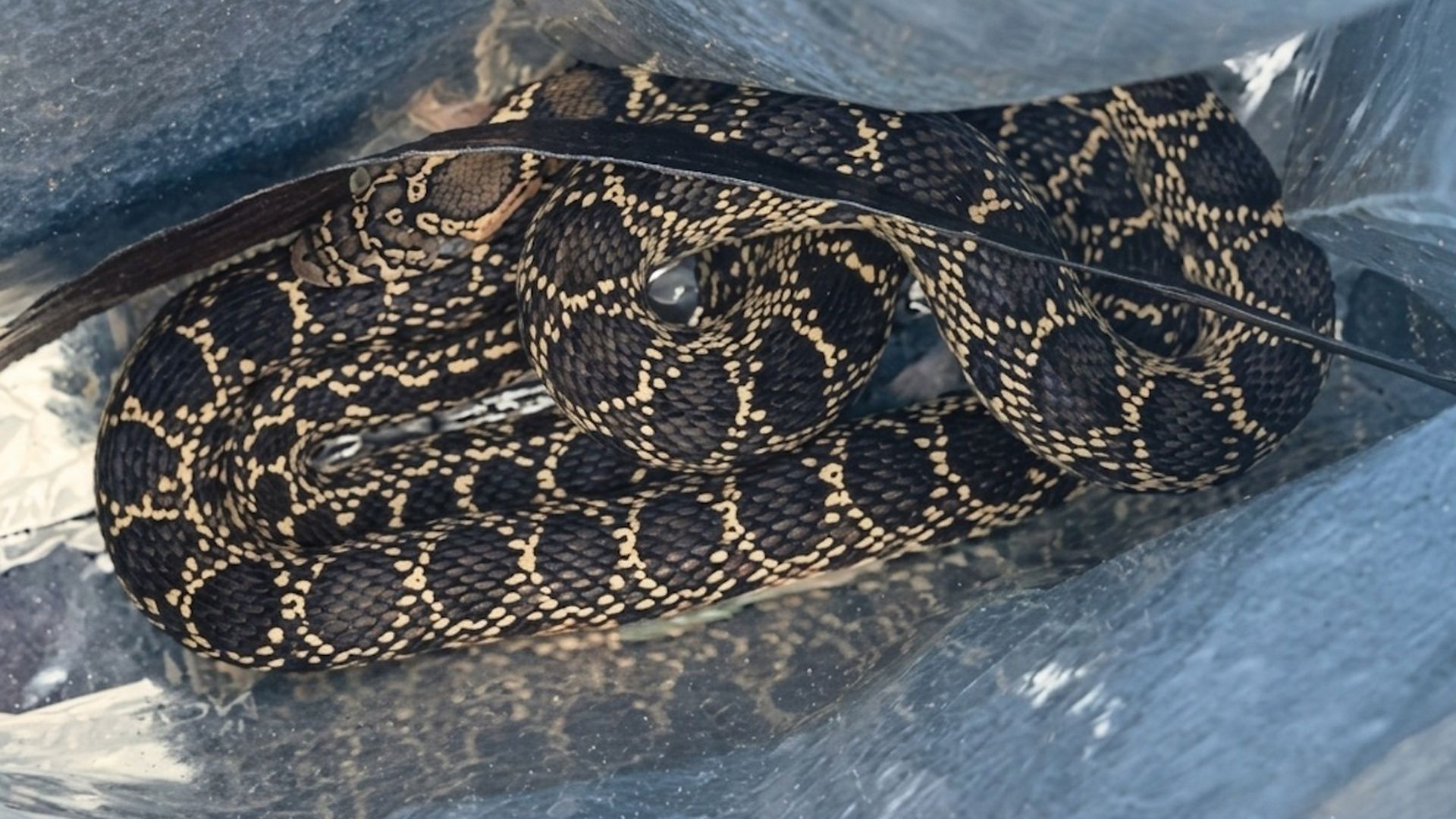 Una serpiente muerde a un policía cuando trataba de atraparla para sacarla de una vivienda en Palma