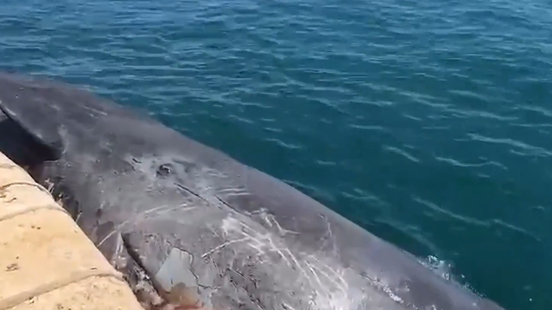 Cachalote muerto en el mar