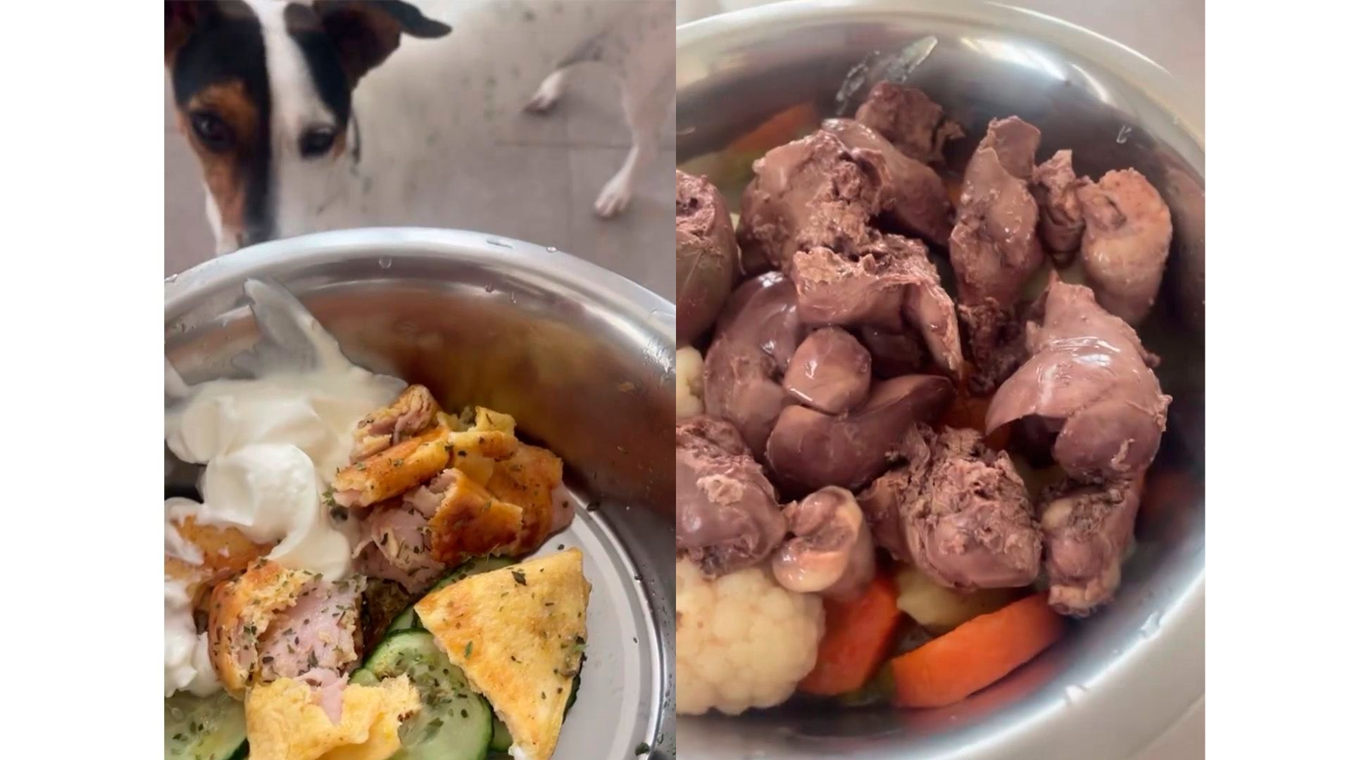 Algunas de las comidas que le da Maite a su perro