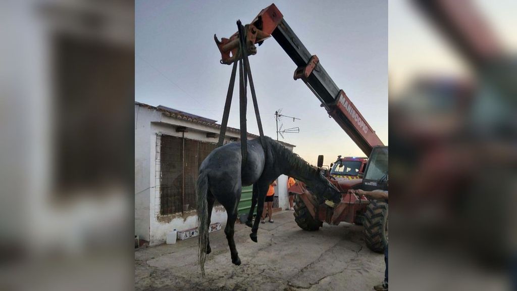 Espectacular rescate a un caballo “sano y salvo” que se había caído a una fosa séptica en Moguer, Huelva
