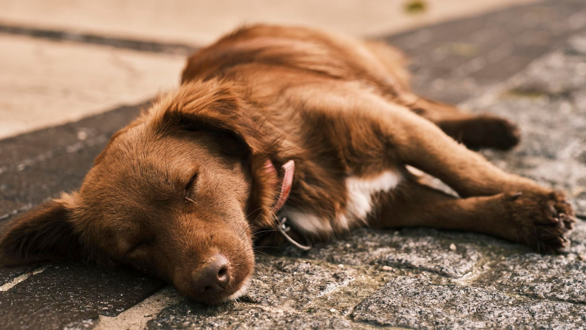 ¿Hay que cortarle el pelo a los perros cuando llega el calor?