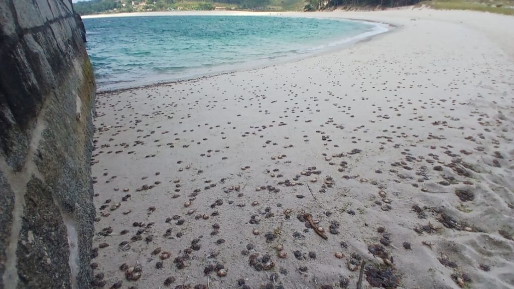 La invasión de cangrejos "patexos" devora el mejillón de las Rías Baixas